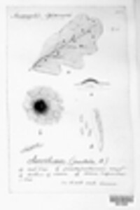 Hypospilina pustula image